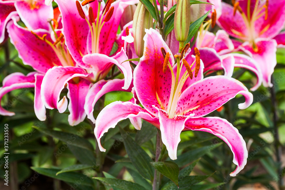Pink lily flowers in the garden, lily joop flowers, lilium oriental joop.