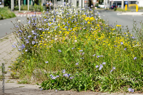 Chicory and other wildflowers grow exuberantly on a small green strip between the road and a foot and bicycle path  in the town of Zwolle, The Netherlands
