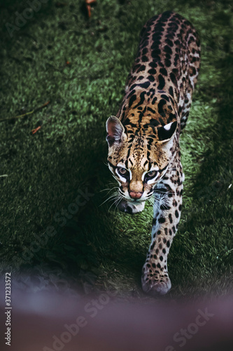 Fotografi Portrait d'un ocelot - Félin d'amérique - Leopardus pardalis