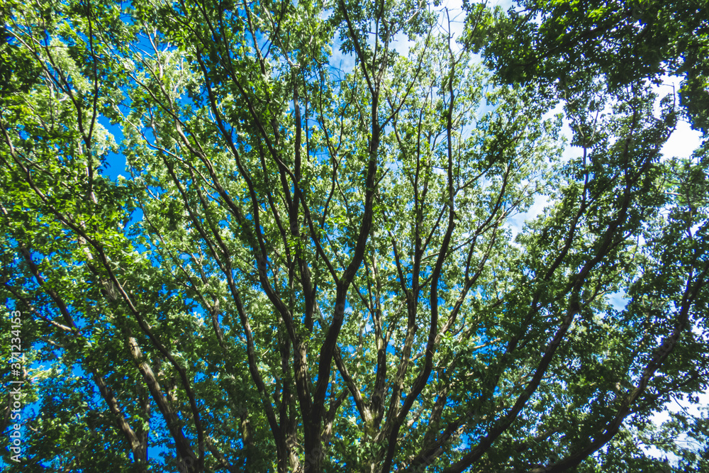 Obraz premium 新緑の木々