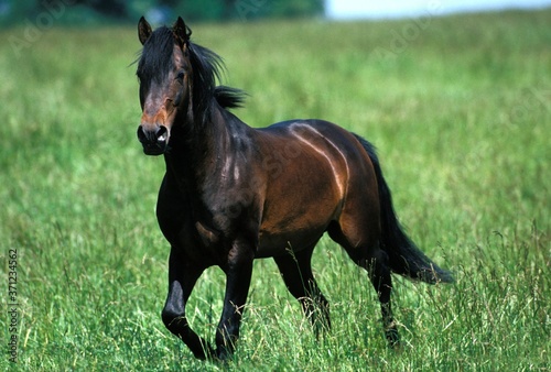Obraz na płótnie Lusitano Horse, Adult standing in Meadow