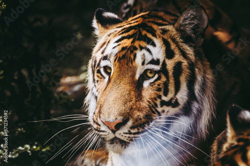 Portrait d un grand fauve tigre de Sib  rie