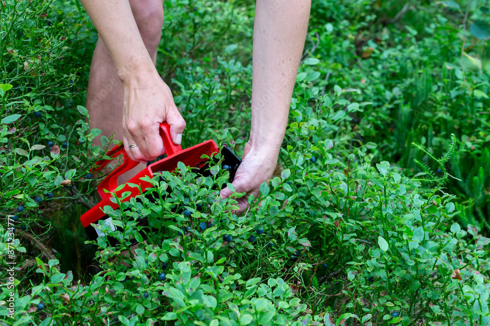 Naklejka premium Woman picking wild blue berries, harvest time, swedish nature. Green bushes in background, copy space and place for text.