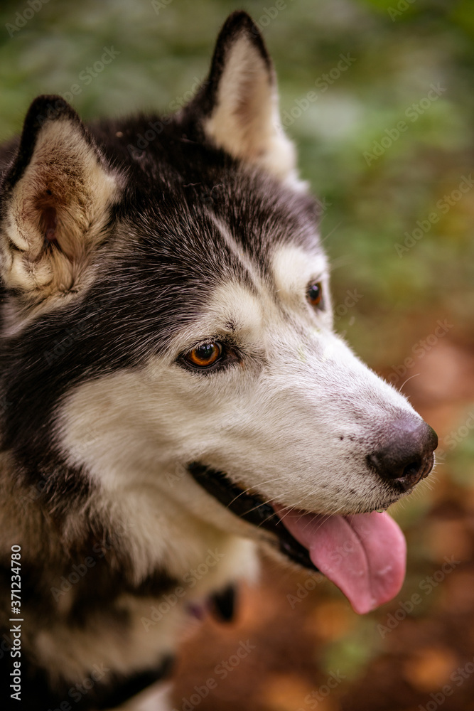 A Male Adult Purebred Siberian Husky with Black and White Markings and brown eyes.