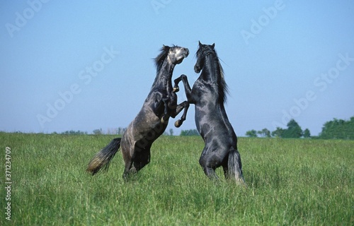 Lusitano Horse, Stallions Fighting