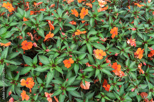 Abstract texture of decorative bush with orange flowers