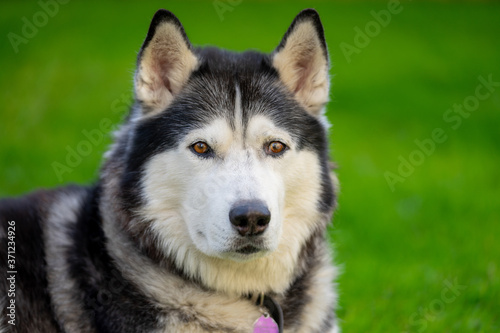 A Male Adult Purebred Siberian Husky with Black and White Markings and brown eyes.