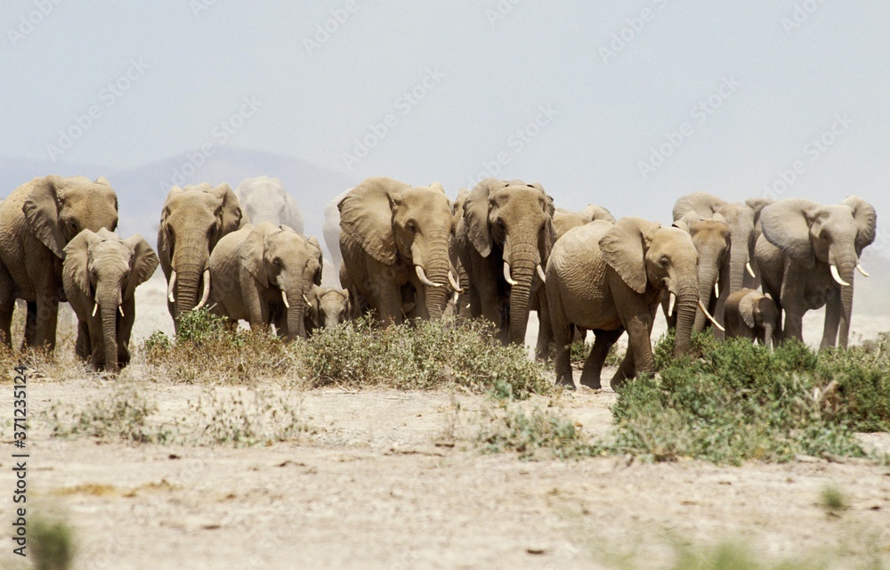 Obraz premium African Elephant, loxodonta africana, Herd walking, Amboseli Park in Kenya