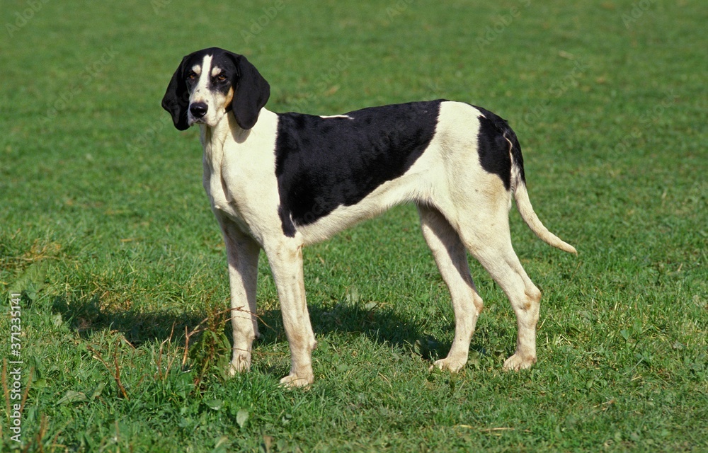 Great Anglo-French White and Black Hound Great Anglo-French White and Black Hound