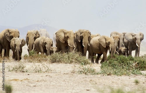 African Elephant, loxodonta africana, Herd walking, Amboseli Park in Kenya