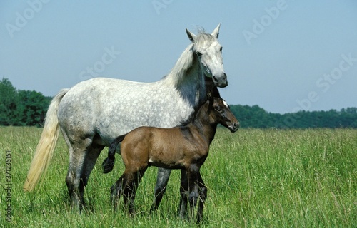 Lusitano Horse, Mare with Foal standing in Meadow