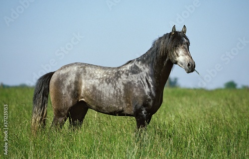 Lusitano Horse, Adult standing in Meadow