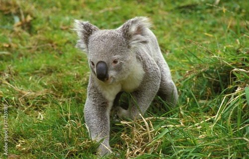 Photography Koala, phascolarctos cinereus, Adult walking on Grass, Australia