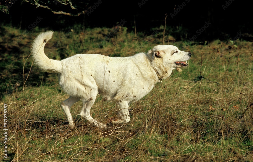 Fototapeta premium Anatolian Shepherd Dog, Adult running