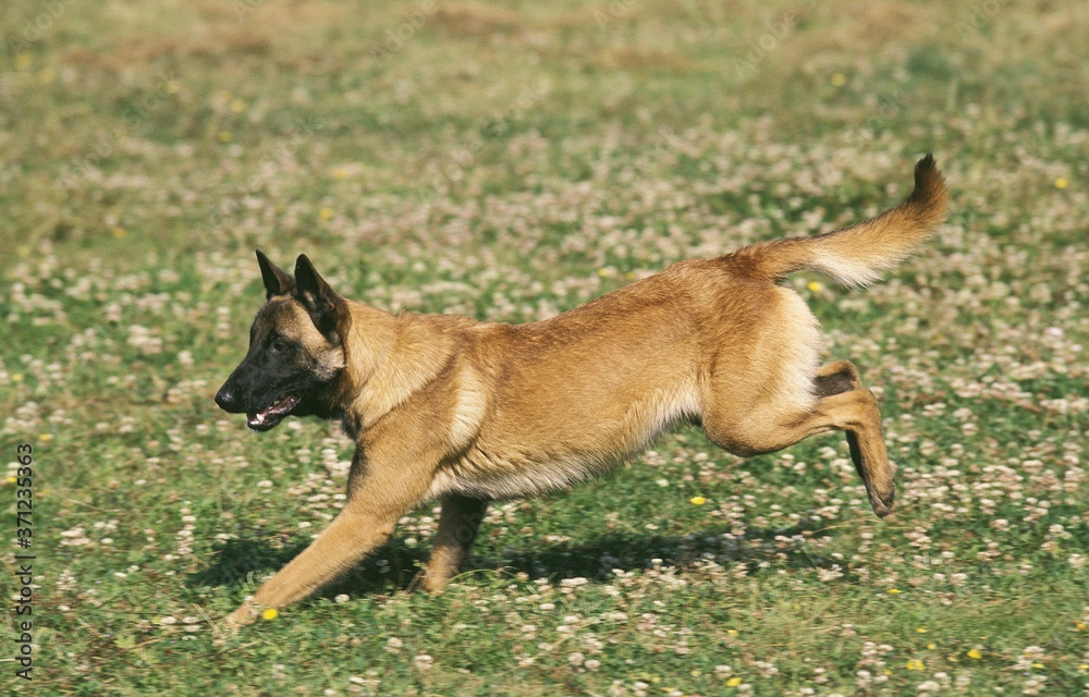 Malinois or Belgian Shepherd Dog, Adult running through Meadow Malinois or Belgian Shepherd Dog, Adult running through Meadow