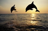 Bottlenose Dolphin, tursiops truncatus, Leap at Sunset, Honduras