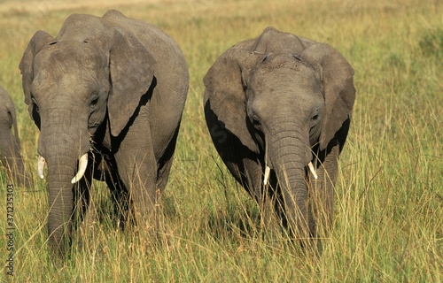 African Elephant, loxodonta africana, Adult eating Grass, Masai Mara Park in Kenya © slowmotiongli