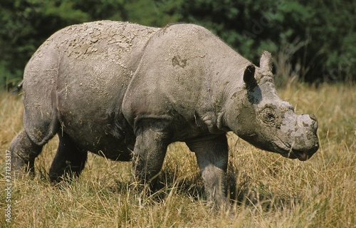 Sumatran Rhinoceros  dicerorhinus sumatrensis  Adult walking on Dry Grass