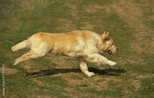 Golden Retriever, Dog running on Grass © slowmotiongli