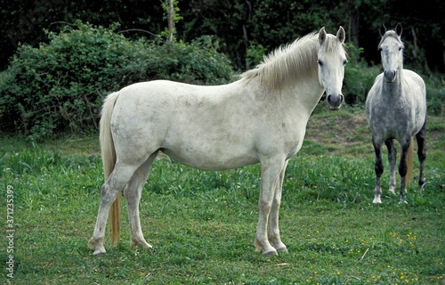 Canvastavla Lipizzan Horses, Adults standing in Meadow