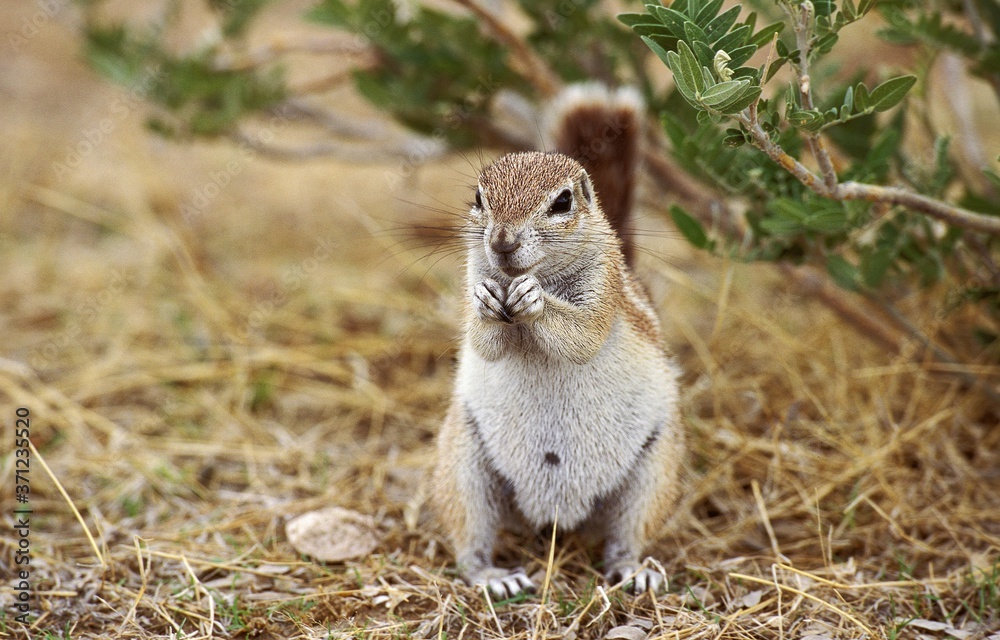 Fototapeta premium Cape Ground Squirrel, xerus inauris, Adult eating, South Africa