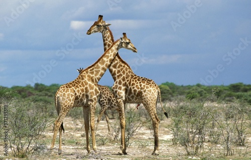 Fototapeta Naklejka Na Ścianę i Meble -  Rothschild's Giraffe, giraffa camelopardalis rothschildi, Nakuru Lake in Kenya