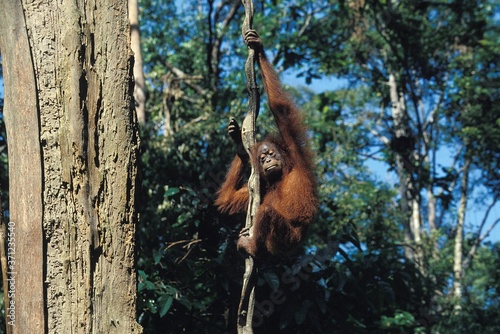 Orang Utan  pongo pygmaeus  Female hanging from Liana  Borneo