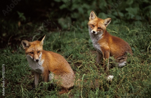 Red Fox, vulpes vulpes, Adults sitting
