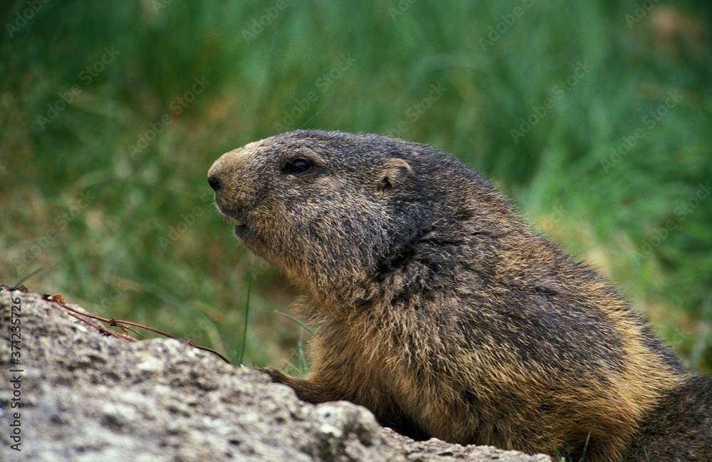 Alpine Marmot, marmota marmota, South of France Alpine Marmot, marmota marmota, South of France