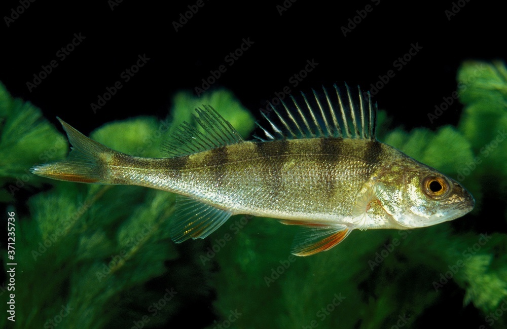 Obraz premium European Perch, perca fluviatilis, Adult