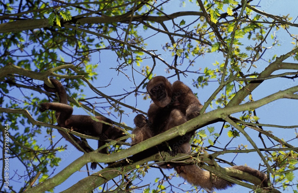 Colombian Wolly Monkey, lagothrix lagothricha lugens, Group with Baby standing in Tree