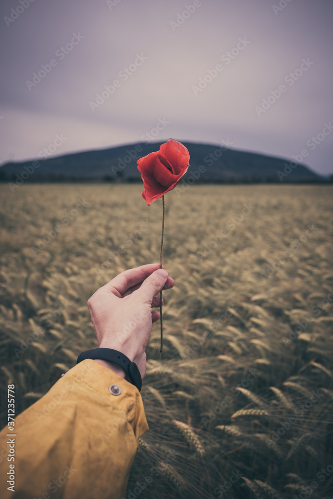 red poppy in hand on wheat field background red poppy in hand on wheat field background