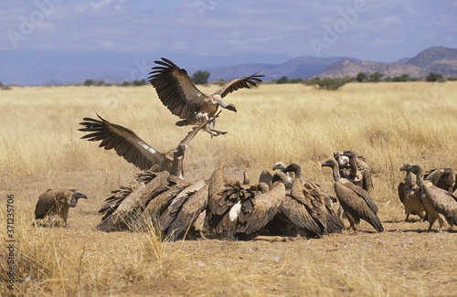 African White Backed Vulture  gyps africanus  Group eating on Carcass  Masai Mara Park in Kenya