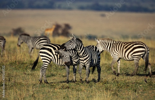 Burchell s Zebra  equus burchelli  Herd at Masai Mara Park in Kenya
