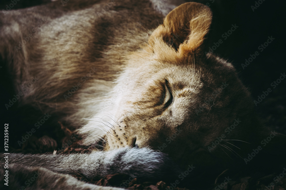 Naklejka premium Portrait d'un jeune lion