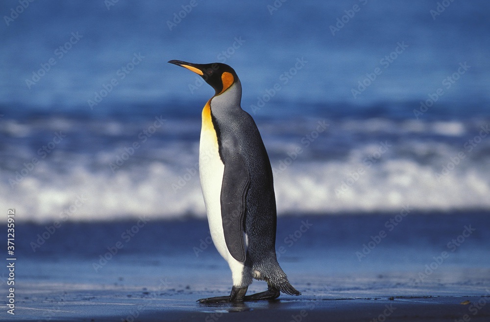 Obraz premium King Penguin, aptenodytes patagonica, Adult standing on Beach, Salisbury Plain in South Georgia