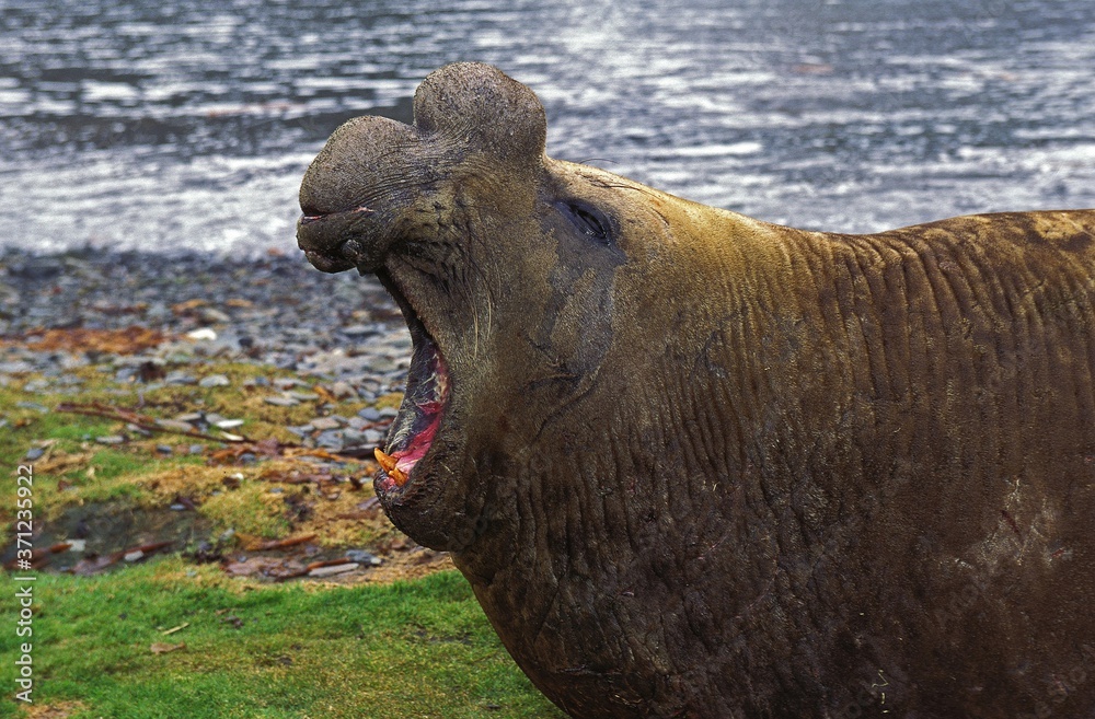 Obraz premium Southern Elephant Seal, mirounga leonina, Male laying on Beach in Defensive Posture, Antarctica