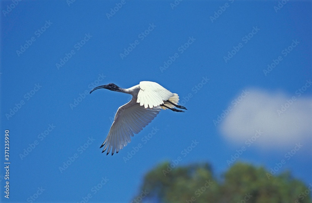 Sacred Ibis, threskiornis aethiopica, Adult in Flight, Kenya Sacred Ibis, threskiornis aethiopica, Adult in Flight, Kenya