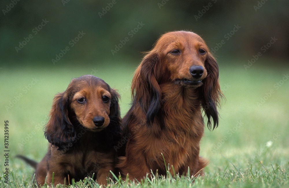 Long-Haired Dachshund, Mother with Pup