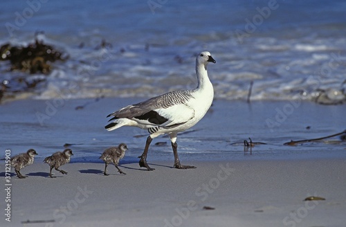 Magellan Goose or Upland Goose, chloephaga picta, Male and Chicks on the Beach, Antarctica photo