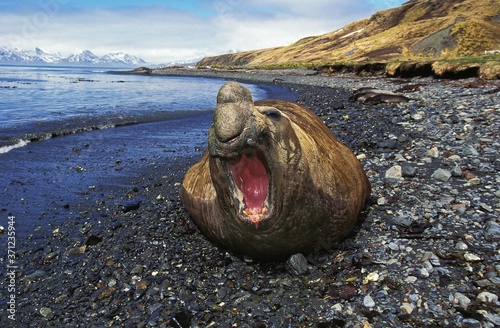 Fotografie Southern Elephant Seal, mirounga leonina, Male laying on Beach in Defensive Post