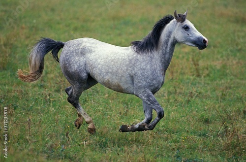 Shagya Horse  Adult Galloping through Paddock