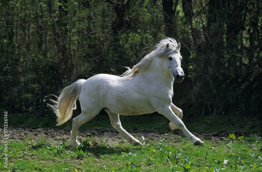 Camargue Horse, Adult Galloping through Paddock