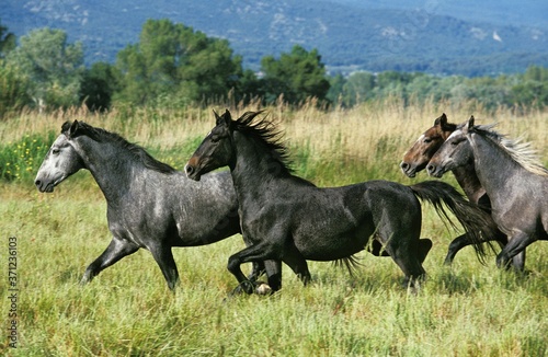 Lipizzan Horses, Herd Trotting through Meadow