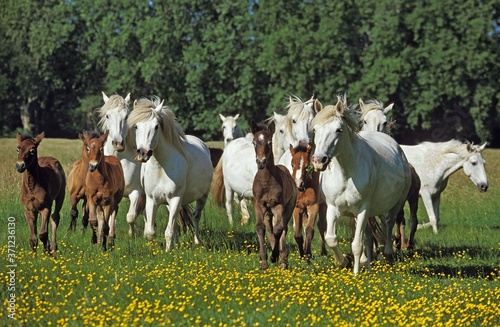 Camargue Horses, Herd standing in Meadow with Flowers
