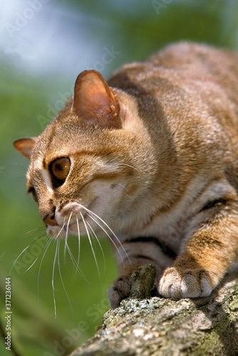 Rusty-Spotted Cat, prionailurus rubiginosus, Adult standing on Branch photo