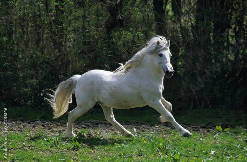 Camargue Horse  Adult Galloping through Paddock