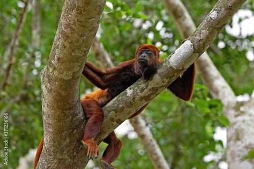 Red Howler Monkey, alouatta seniculus, Adult standing in Tree, Los Lianos in Venezuela photo