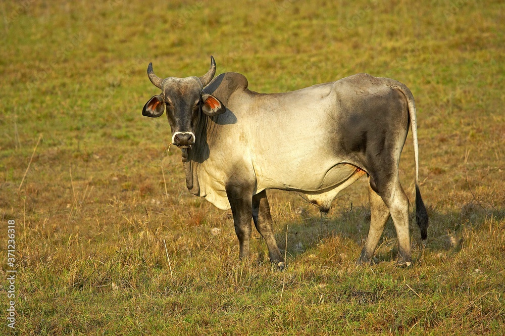 Bull, Domestic Cattle, Los Lianos in Venezuela Bull, Domestic Cattle, Los Lianos in Venezuela
