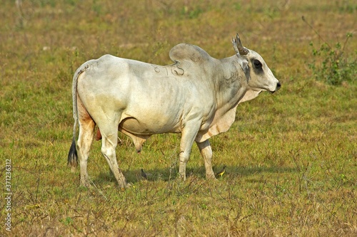 Bull, Domestic Cattle, Los Lianos in Venezuela © slowmotiongli